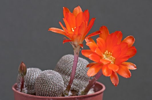 Cactus flowers  on dark  background.Image with shallow depth of field.