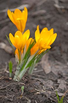 Spring flowers  - Crocuses,close up on  background of  earth.Image with shallow depth of field.