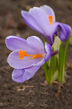Spring flowers  - Crocuses,close up on  background of  earth.Image with shallow depth of field.