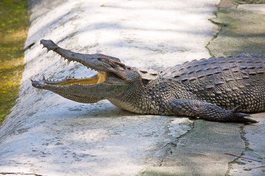 Big Crocodile close-up in zoo enclosure Phuket, Thailand.