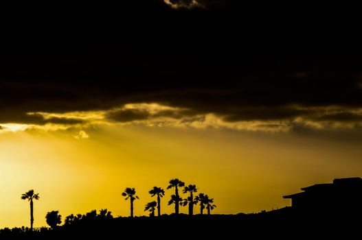 Silhouette of a palm tree at sunset in countryside