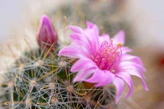 Cactus flower  on light  background.Image with shallow depth of field.