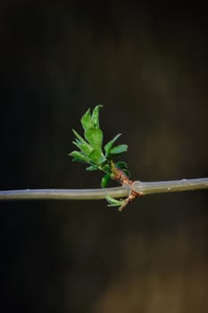 fresh spring green bud at branch, bokeh