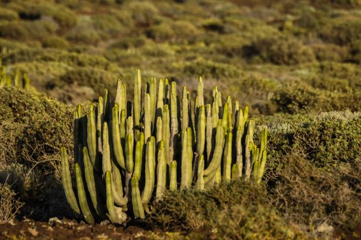 Cactus in the Desert at Sunset Tenerife South Canary Islands Spain