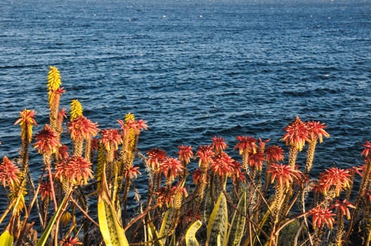 Flowers Of The Aloe Vera Plant on a Water Background