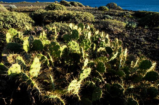 Cactus in the Desert at Sunset Tenerife South Canary Islands Spain