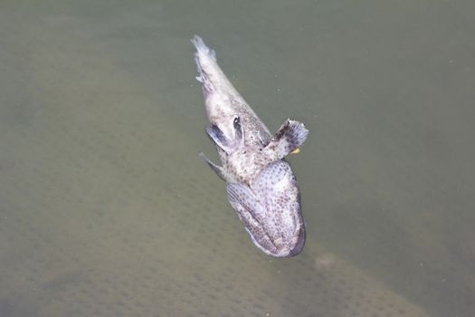 dead fish in polluted water 