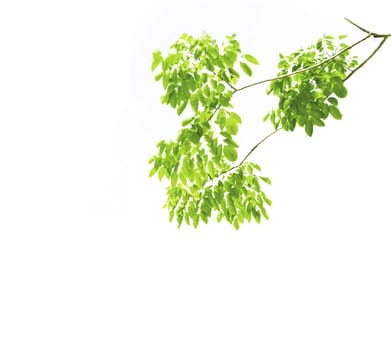 Green leaf on white background