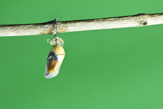 Monarch butterfly chrysalis on green background