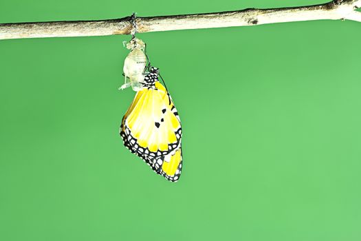 Monarch butterfly emerging from its chrysalis 
