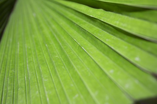 Textures of Green Palm leaves DOF