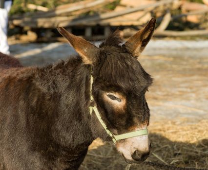 Close up portrait of a donkey shot sunny winter day.