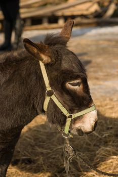 Close up portrait of a donkey shot sunny winter day.