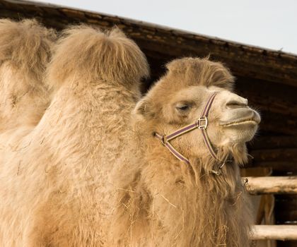 Portrait of a camel close up shot.