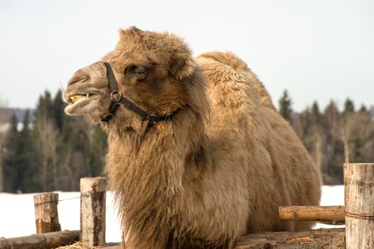Bactrian camel eating hay from the stack in the paddock.