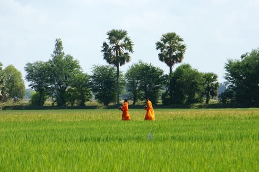 Natural landscape with palm tree on rice field in sunlight and people walking on farm