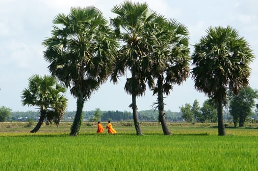 Natural landscape with palm tree on rice field in sunlight and people walking on farm