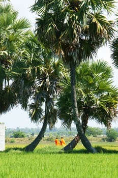 Natural landscape with palm tree on rice field in sunlight and people walking on farm