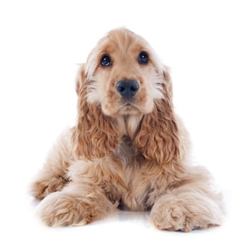 portrait of a  purebred puppy english cocker in a studio