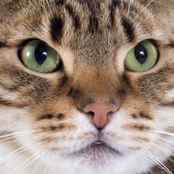 portrait of a purebred  bengal cat on a white background