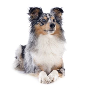 portrait of a purebred shetland dog in front of white background