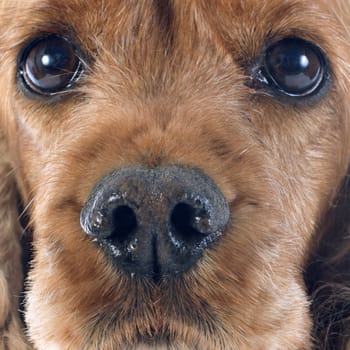 portrait of a  purebred english cocker in a studio