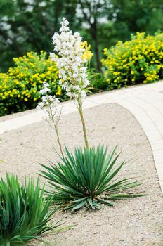 Blooming yucca palm in a formal garden