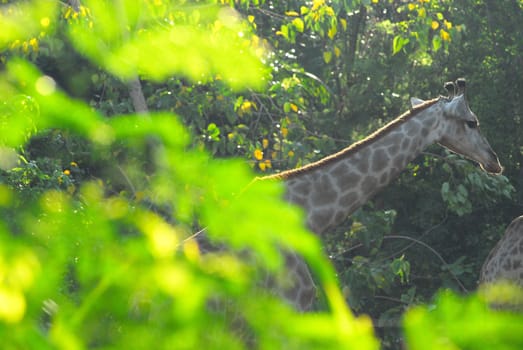 giraffe head