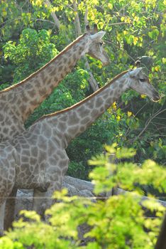 Giraffe female with her young