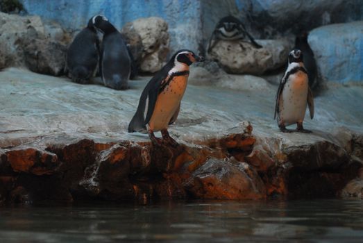 Penguins On Rocks In Zoo