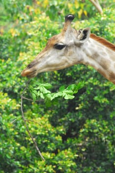 Young adult giraffe eating leaves