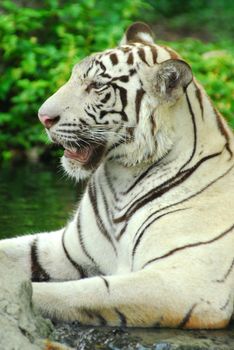 A wild life shot of a white tiger in captivity