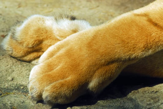 lion feet