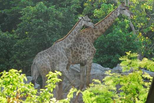 Giraffe female with her young