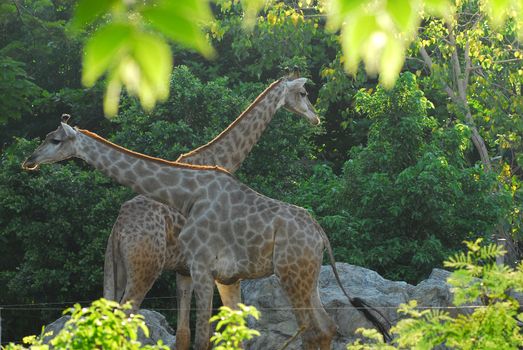 Giraffe female with her young