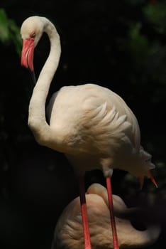 Detail of the head of a pink flamingo