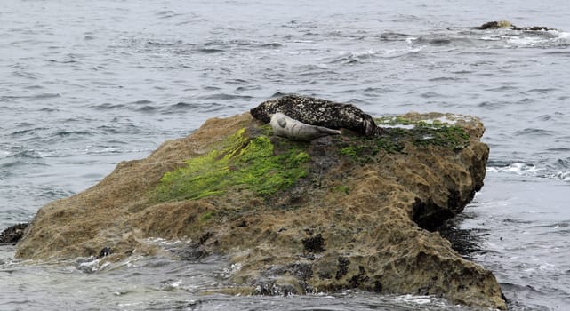 Two gray seals mother and child in California.