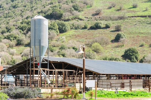 Rustic cowshed with silo in the countryside against spring blossoming hill