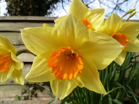 Bright fresh yellow daffodils in the sunlight