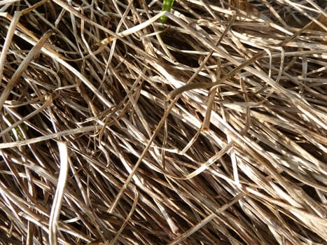 Old brown straw in bright spring sunlight