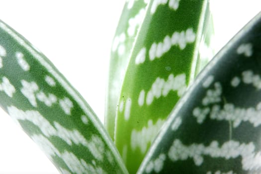 Aloe isolated on white backbround