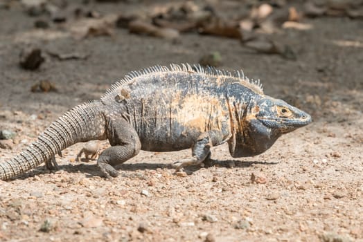 Iguana Island in Panama