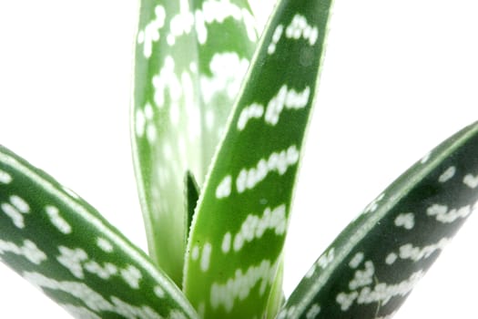 Aloe isolated on white backbround