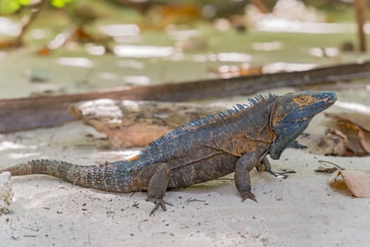 Iguana Island in Panama