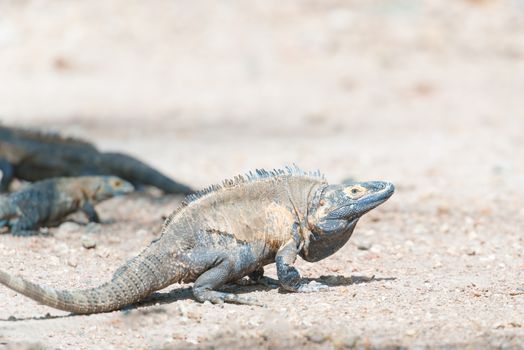 Iguana Island in Panama