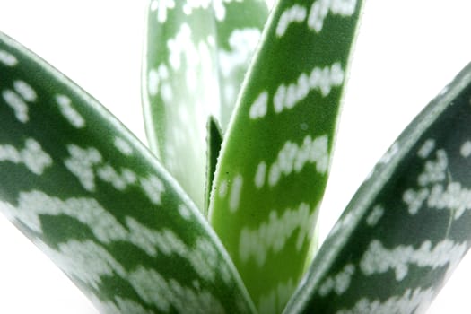 Aloe isolated on white backbround