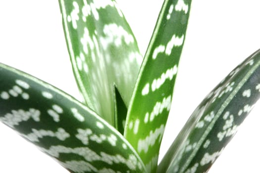 Aloe isolated on white backbround