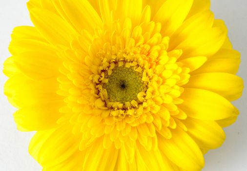 Closeup of a yellow gerbera daisy 