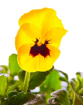 Yellow violet in close up, isolated over white