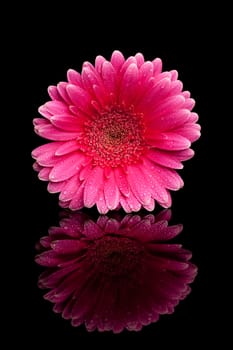 pink gerbera on black background with reflection